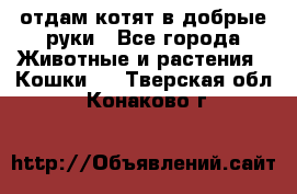 отдам котят в добрые руки - Все города Животные и растения » Кошки   . Тверская обл.,Конаково г.